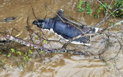 Le piogge allagano Kinshasa