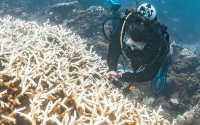 L’84 per cento delle barriere coralline del mondo è stato colpito dallo sbiancamento