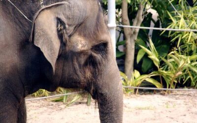 How the United States Is Failing Elephants—and What You Can Do