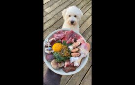 Conspiracy Theorists Are Coming for Your Pet Food
