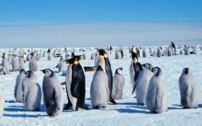 Donald Trump Versus Cheating Penguins