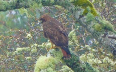 Government Burning of Public lands is Harming Humans and Killing Millions of Birds
