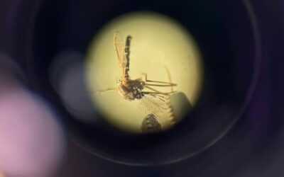 Ecuador | El Ministerio de Salud declara alerta epidemiológica tras el incremento de casos de fiebre amarilla, tos ferina y leptospirosis