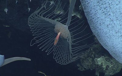 Trump’s move to fast-track deep-sea mining poses serious ecological, climate risks