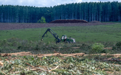 Uruguay apuesta por industria forestal pese a contaminación