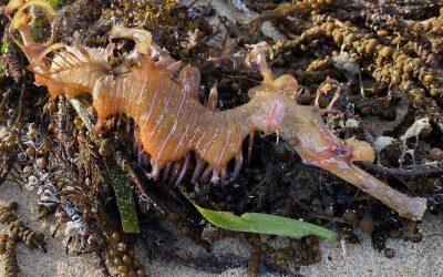 ‘Marine apocalypse’: Algal bloom devastates South Australia’s coastal ecosystems