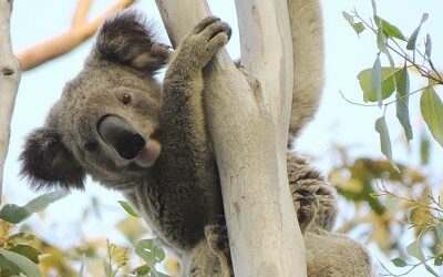 Calls grow for New Richmond River Koala parks to safeguard critical habitat