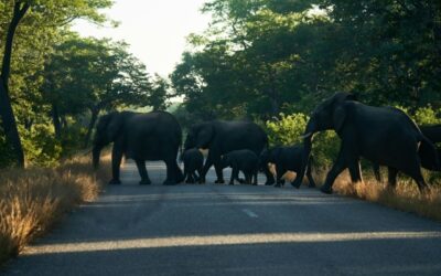 Lo Zimbabwe annuncia l’abbattimento di un primo gruppo di 50 elefanti
