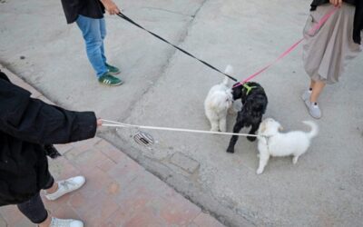 Iran, molte città vietano di portare a spasso i cani