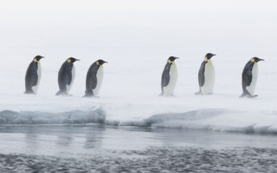 La popolazione di pinguini imperatore sta calando più rapidamente del previsto