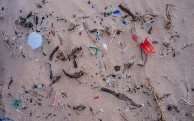 Vietare i sacchetti di plastica usa e getta funziona davvero