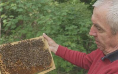 La Slovenia all’avanguardia contro i pesticidi