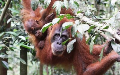 Conservation Innovations: How sustained resistance is saving one of the Earth’s most critical rainforests from corporate greed