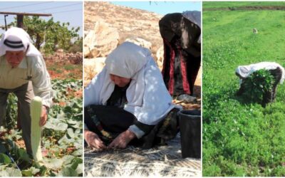 Uruguay propone traer jóvenes palestinos para capacitarlos en agricultura – Por Luvis H. Pareja