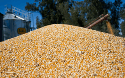 Bajan los precios internacionales de los alimentos
