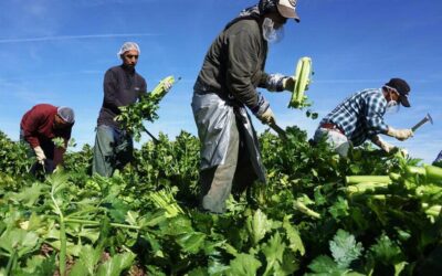 Trump ordenó la cacería de campesinos hispanoparlantes