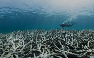‘Ticking time bomb’ of ocean acidification has already crossed planetary boundary, threatening marine ecosystems: Study