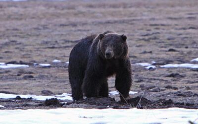 Is Yellowstone Grizzly Recovery at or Approaching a Tipping Point?