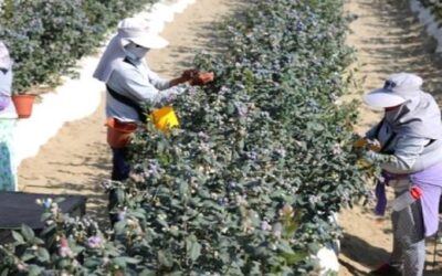 Precariedad laboral en la agroexportación peruana