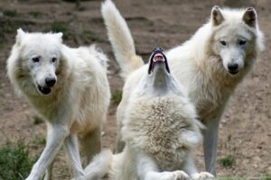 The Wolf and the Lamb: How Power Justifies Aggression