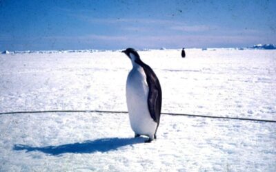 Antarctica Is the Final Frontier for Great Power Rivalry
