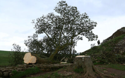 Regno Unito, due condanne a quattro anni per chi ha abbattuto l’albero del Sycamore gap
