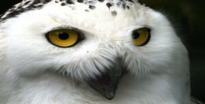 The Dialectics of Perception: An Anthropological Fable of Owls, Crows, and Modern Geopolitics