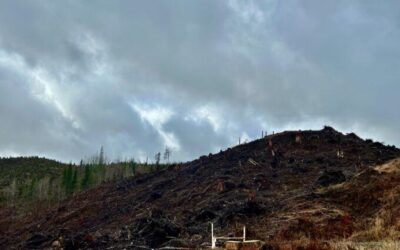 Genocidal Clowns Plunder Public Forests  