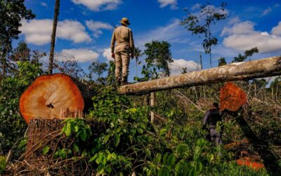 Bioeconomia em uma Amazônia sem bio