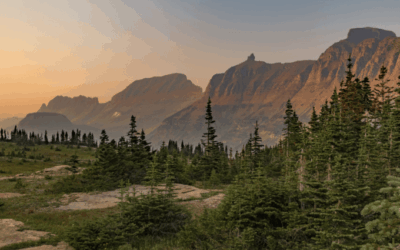 Conservation Collaborators’ Appeasement Chickens Come Home to Roost