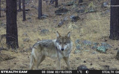 High Noon for the Mexican Wolf? 