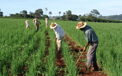 Como Lula 3 trata a agricultura familiar