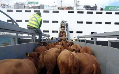 Uruguay: exportación de ganado en pie y valor agregado