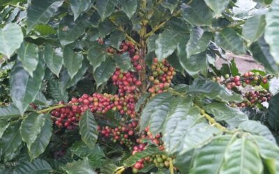 Trump Tariffs and Brazilian Coffee: What to Expect After August 1