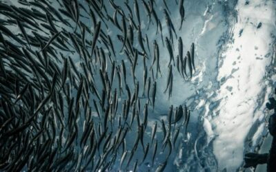 The Franken Salmon Is Dead in the Water but Other GM Animals Thrive