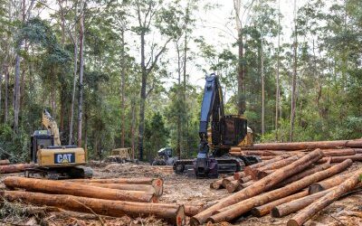Wilderness Australia: ‘We need real emissions reductions, not offsets’