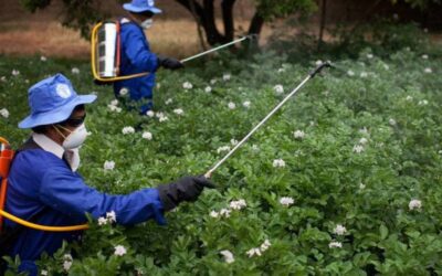 Pesticidas letales: ni los niños se salvan