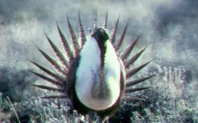 Flawed Study Minimizes Harm to Sage Grouse from Livestock Grazing