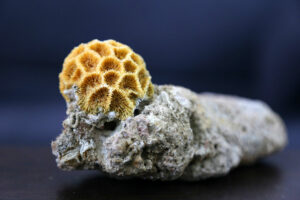 Ice Against the Tide: Freezing Coral Larvae Can Save Our Reefs For Future Generations