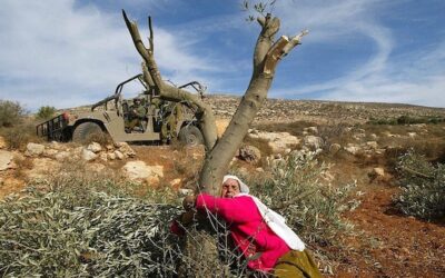 West Bank village devastated as Israel uproots thousands of olive trees in 72 hours