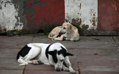 La corte suprema indiana fa marcia indietro sui cani randagi di New Delhi