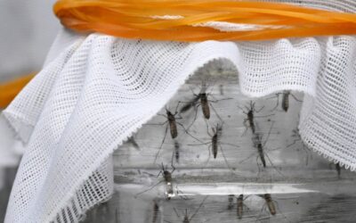 Environmental Havoc Is Making Colombia’s Mosquitoes Deadlier