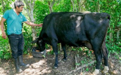 Gusano barrenador profundiza inseguridad alimentaria en América Central