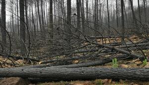 La gestión de los incendios en Andalucía necesita más prevención, transparencia y participación local