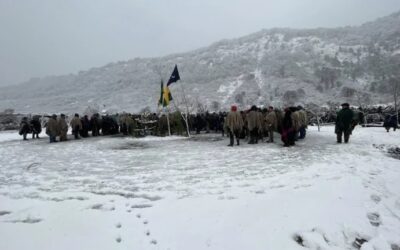 Chile | Movilización de comunidades mapuche logra detener la tala de araucarias en peligro de extinción