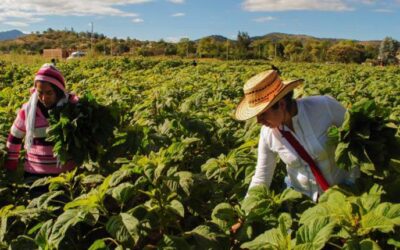 La Minga y el trabajo voluntario: herencia, tradición y práctica bien Latina – Por Carolina Sturniolo – Fernando Rizza – Bruno Ceschin