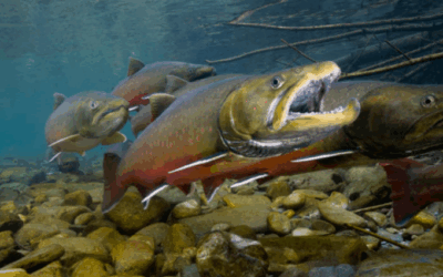 Alliance for the Wild Rockies Files Lawsuit to Stop Massive Clearcutting Project in Bull Trout Critical Habitat Watershed