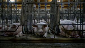 Evidencias que deberían cambiar nuestra relación con otras especies