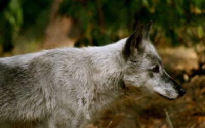 Wolves Can’t Go to Court, So We Went for Them…and Won!