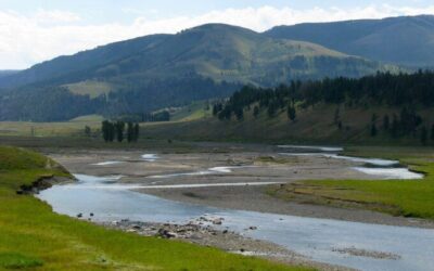The State of Montana is Failing to Protect the Public’s Water and Fish